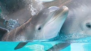 Photos Of A Baby Bottlenose Dolphin At SeaWorld [upl. by Aitnauq616]