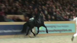 KFPS Hengst Thorben 466 Ielke x Sape in Slowmotion HK 2012 Leeuwarden [upl. by Ettena200]