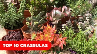 TOP 10 CRASSULAS retocrassulas [upl. by Mickey507]