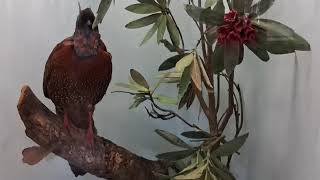 Satyr Tragopan Bird display in CST Museum [upl. by Haas]