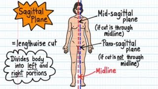 Anatomical Terms  Drawn amp Defined Updated [upl. by Bithia]