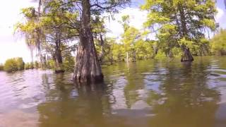 2012 Santee Cooper FLW Everstart Recap Wacky Rigging Trees [upl. by Enia607]