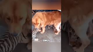 The Golden Retriever Adopts Tiger Cubs 🐕❤️🐯 animals love [upl. by Chery]