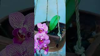 Phalaenopsis amabilis short whatsappstatus trendingvideo flowers orchid [upl. by Utter]