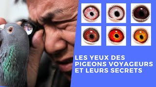 Les yeux des pigeons voyageurs et leurs secrets [upl. by Cloutman432]