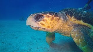 Scuba Diving Exuma Cays Bahamas [upl. by Fesuy676]