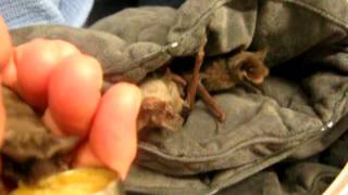 BatWorldSanctuary  2013 orphaned free tailed bats [upl. by Aitram]