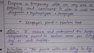 Preparation Of TS of Nerium Leaf  Temporary Slide Practical  Xerophytes  Practical Botany SEM 3 [upl. by Oatis95]