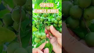 SERYALES CHINESE BERRIES [upl. by Biddick648]