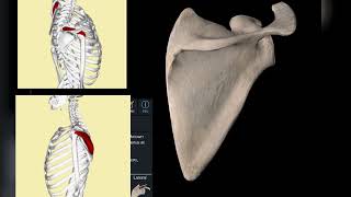 La scapula en 3d [upl. by Attenol]