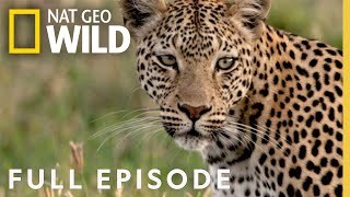 Leopards Rock Full Episode  Savage Kingdom [upl. by Zoa]