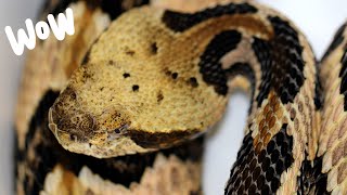 The beautiful Canebrake Rattlesnake [upl. by Emma410]