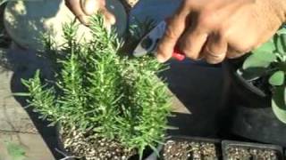 Propagation from Cuttings [upl. by Artemus350]