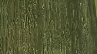 Tree Bark Wall Texture Painting Effect  Video 3 [upl. by Littell349]