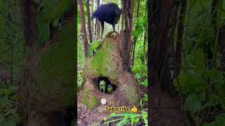 birds birdslover nature jungle shortvideo shorts [upl. by Kramnhoj297]