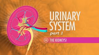 Urinary System Part 1 Crash Course Anatomy amp Physiology 38 [upl. by Karb875]