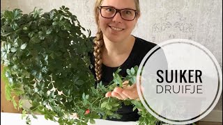 🌱🌿☘️ Stekexperiment met het Suikerdruifje 🌱🌿☘️ [upl. by Valente]