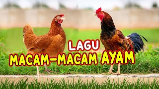 LAGU MACAMMACAM AYAM I AYAM ALE [upl. by Auhsoj]