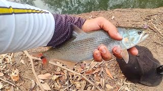 HOJE O SHOW FOI DELAS PESCARIA DE TABARANA NO RIO PARDO MG 🐟🐟😎😎 [upl. by Akiemaj]