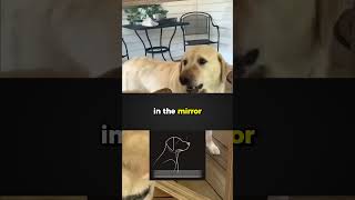 Understanding Dog Behavior dog doglover dogbehavior [upl. by Egidius828]