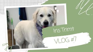 GOLDEN RETRIEVER ONTWOLLEN amp MODELLEREN  vlog7 [upl. by Labannah]