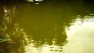 Anatec PAC carp fishing bait boat demo exclusive to baitboatsnet [upl. by Sandler]