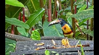 A Hungry Collared Aracari Snacks on Bananas in Panama – October 4 2022 [upl. by Auqenaj954]