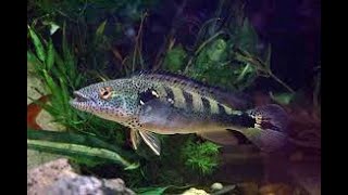 PIKE CICHLIDS FISH [upl. by Amsirahc]