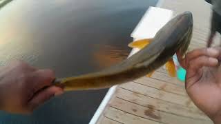 Crushing Redfish at the Marina Dock [upl. by Edmanda]