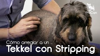 Técnica de Stripping con un Teckel  Peluquería Canina  Escuela ProCan  Hugo Pesquera [upl. by Fleeta]