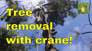 Tree surgeons conifer tree removal with crane [upl. by Oliric470]