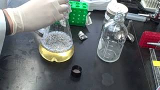 How to make competent Ecoli cells [upl. by Ofloda]