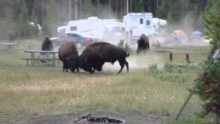 Combat Bison camping Yellowstone Aout 2010 [upl. by Niels]