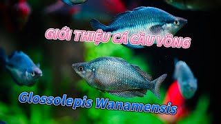 Giới Thiệu Cá Cầu Vồng  Glossolepis Wanamensis  Rồng Xanh  Rainbow Fish [upl. by Sevik]