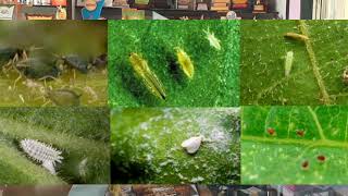 BIOTOXIN  Verticillium lecanii जैविक कीड नियंत्रण  बायोटोक्झिन [upl. by Anikal]