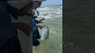 Jack Crevalle on The Beach [upl. by Bud]