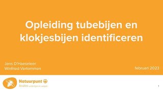 Opleiding tubebijen en klokjesbijen identificeren [upl. by Elletnuahs]