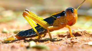 Locust Plague Devours 40000 Tonnes of Vegetation  Earths Tropical Islands  BBC Earth [upl. by Xavler]