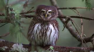 Eurasian pygmy owl Glaucidium passerinum [upl. by Eislrahc]