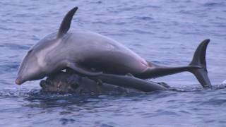 Science Bulletins Whales Give Dolphins a Lift [upl. by Schlessel]