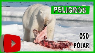 🐻‍❄️🐻‍❄️ Los DESAFIOS del Oso Polar 🐻‍❄️🐻‍❄️ viral locoviral [upl. by Ecnarual]