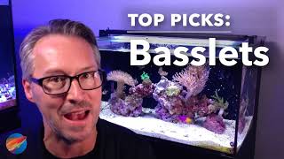 LiveAquaria® Top Picks Basslets for your Marine Aquarium [upl. by Nibroc]