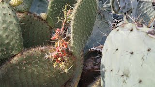 Unusual Opuntia O robusta leucotricha and leptocaulis in Gran Canaria [upl. by Rehpotsirh805]