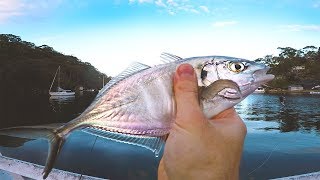 Winter Time TREVALLY TIME  Sydney Landbased Fishing [upl. by Arahs871]