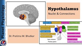 Hypothalamus Part 1  Physiological anatomy amp Connections [upl. by Applegate]