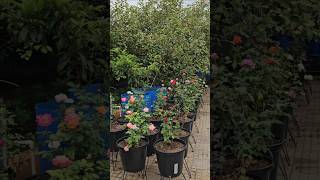 Roses in my garden roses mygarden shortvideo gardening flowers ytshorts you [upl. by Yrehcaz683]