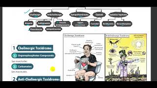 Anticholinergic Toxidrome [upl. by Popelka541]