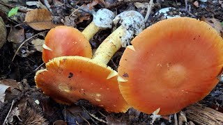 Ultimi Porcini e primi Ovoli in Chianti aspettando luscita in Maremma [upl. by Staw616]