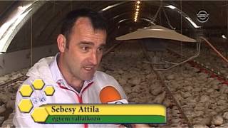 Sebesy Attila Csirketelep 10 52 [upl. by Accire]