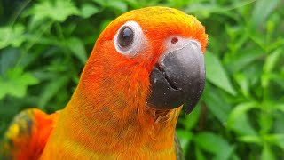 Sun Conure Sounds  chirping of sun conure 1 hour sunconure sunconuresounds conurebird [upl. by Anorahs777]